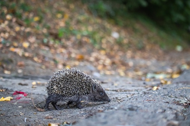 3-0,19岁巴萨旧将助攻梅开二度,率队完胜赫罗纳,终结7轮西甲不胜